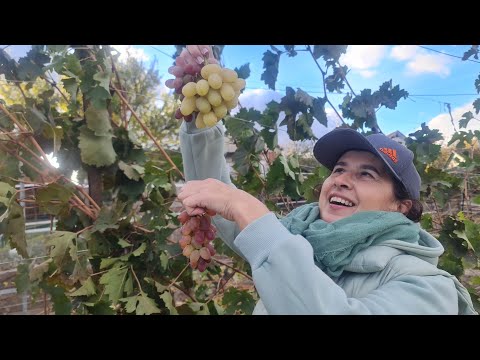 Видео: Сумщина, роботи у винограднику перед укриттям. Листопад 2024, квітник та город.