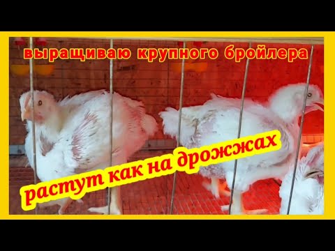 Видео: ‼️Вес бройлеров в 26 дней удивляет‼️Взвешиваю,  пересаживаю, рассказываю зачем бройлерам галька.