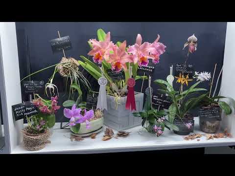 Видео: ОРХИДИУМ осень 2025 Часть 2