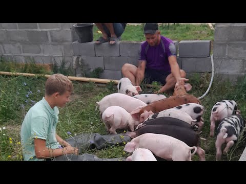 Видео: Стройка идёт, свиньи ростут а мы отдыхаем😉