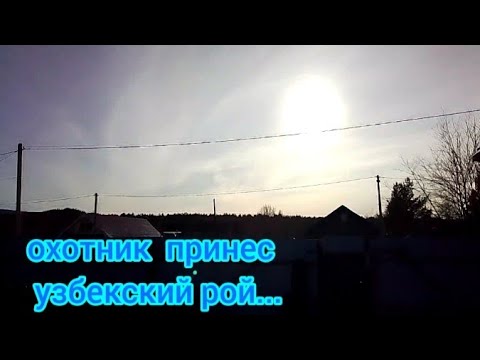 Видео: Охотник принес узбекский рой.( полное видео на платном ТГ канале )