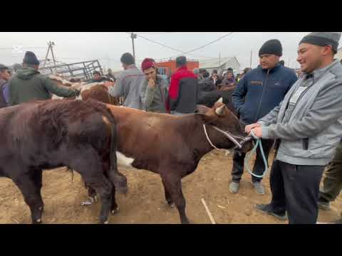 Видео: 16.11.2025.ХОРАЗМ УРГАНЧ ГАЙБУ МОЛ БОЗОРИ ЁШ ХУКИЗЛАР ЗУРИ 