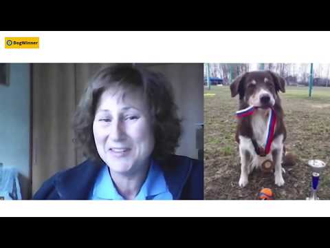 Видео: Вебинар Моя непослушная собака с Татьяной Шамановой