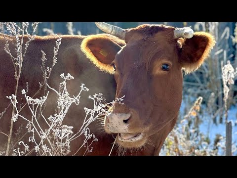 Видео: 17 октября 2024 г.