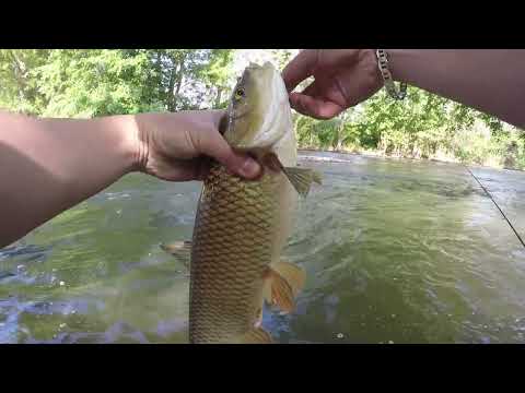 Видео: Ето раздача. Рыбалка на усача со спиннингом. Рыбалка во Франции