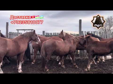 Видео: Г Абакан Қулун Тойлар егим терими авжида Савдолар қизгин 9.11.2025 йил 