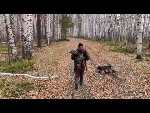 Видео: Прогулка по лесу, охота на боровую дичь. 