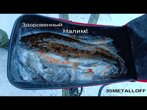 Видео: Поймал большого налима! 3 дня рыбалки с зимней палаткой!  #35metalloff #вологда #рыбалка #fishing