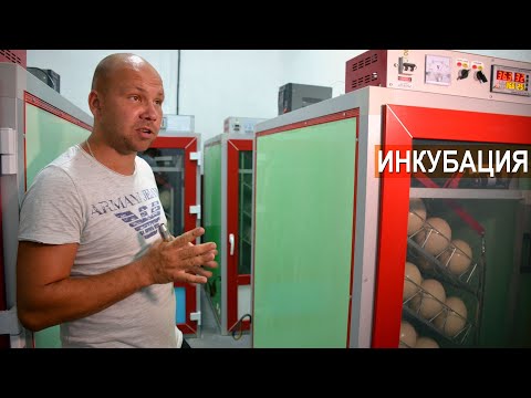 Видео: Инкубация страусиных яиц. Ферма Страус Юг. КФХ Быстрицких