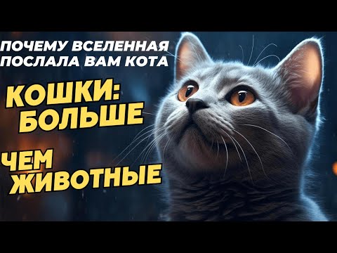 Видео: 😺 Кошки – не просто животные: раскройте секрет их присутствия - закон притяжения