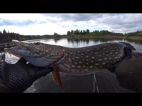 Видео: СУМАСШЕДШИЕ ЩУКИ НА КОЛЕБАЛКИ И ТЕЙЛ СПИННЕР! ЛОВЛЯ НА СПИННИНГ В ЗАБРОС !