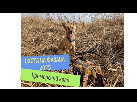 Видео: Охота на фазана 2025. Приморский край