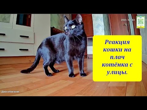 Видео: Реакция кошки на плач котёнка с улицы.