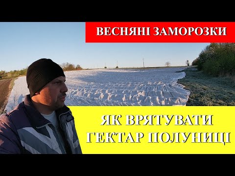 Видео: Битва із заморозками. Весняні випробування для полуниці.