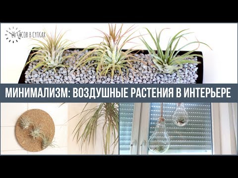Видео: Минимализм: 10 ИДЕЙ ДЕКОРА ИНТЕРЬЕРА воздушными растениями (тилландсиями) | 25 часов в сутках