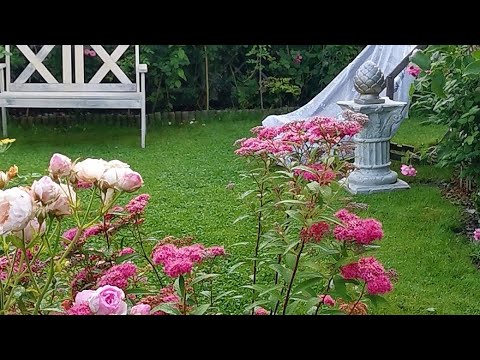 Видео: О начале цветения гортензий, о долгоцветущих розах, и об обработке роз