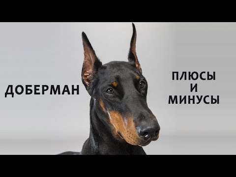Видео: ДОБЕРМАН. Плюсы и минусы породы Doberman