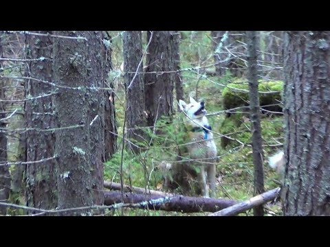 Видео: ЗАРЯЖАЮ КАПКАНЫ НА КУНИЦУ / ОХОТА НА РЯБЧИКА С МАНКОМ / ОХОТА С ЛАЙКАМИ. Сезон 24-25г.