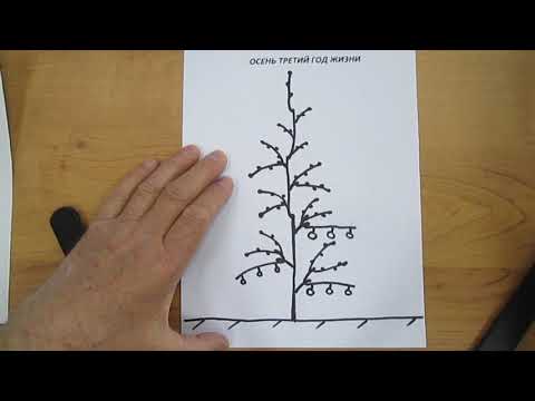 Видео: Формирование колоновидной яблони