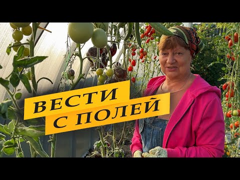 Видео: Про помидоры, огурцы и  перцы.