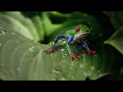 Видео: Притчи  Дзен, Слонопотамба, Манк Ху, озвучивает [Nikosho]