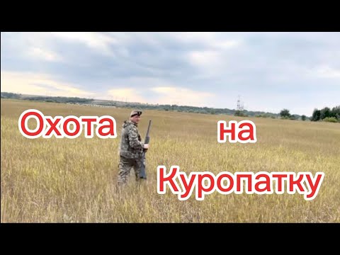 Видео: Охота на куропатку (перепела)ружьё мр 155 дробь 4