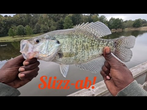 Видео: Ловля краппи! Простая настройка! #поделитесь #посмотритесейчас #fyp