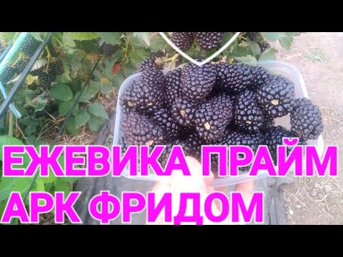 Видео: ЕЖЕВИКА ПРАЙМ АРК ФРИДОМ.