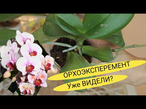 Видео: Орхо Коллаборация: От гибели к расцвету- пересадка орхидей с неожиданным результатом!"