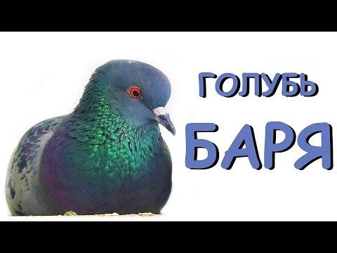 Видео: ГОЛУБЬ, КОТОРЫЙ ПОКОРИЛ ВЕСЬ МИР
