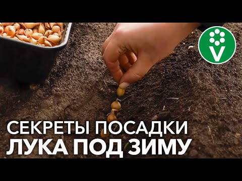 Видео: ПОСАДКА ЛУКА ПОД ЗИМУ - САМАЯ ПОЛНАЯ ИНСТРУКЦИЯ. Как выбрать идеальные луковицы, когда и как сажать