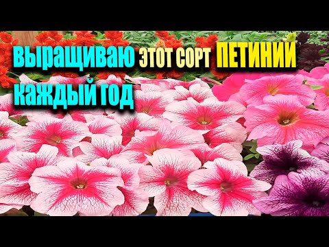 Видео: ПОСЕЙТЕ ПЕТУНИЮ ТАКИМ СПОСОБОМ, так быстро появятся всходы петунии