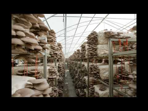 Видео: Как выращивают белый гриб, шампиньоны и вешенки в теплицах
