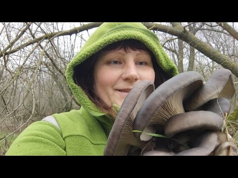 Видео: Остров снова удивил! Это не лес а генератор грибов!! 21.12.2024.