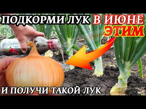 Видео: СУПЕР ПОДКОРМКА ЛУКА И ЧЕСНОКА - ЗАЛОГ РЕКОРДНОГО УРОЖАЯ и МАКСИМАЛЬНО КРУПНЫХ ЛУКОВИЦ!