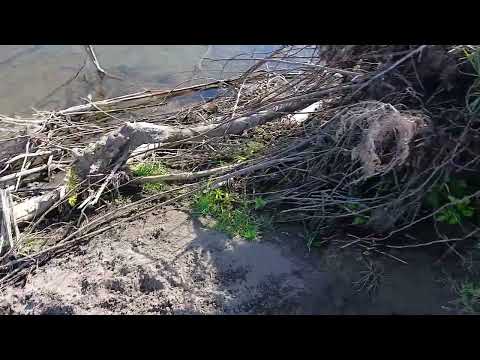 Видео: Много медведя на один км реки 21 сентября 2025