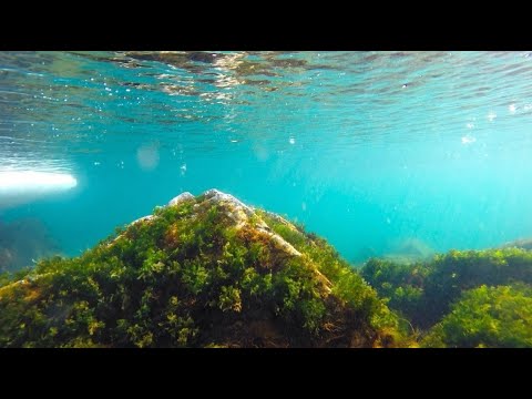 Видео: Подводный мир японского моря, август 2022г.