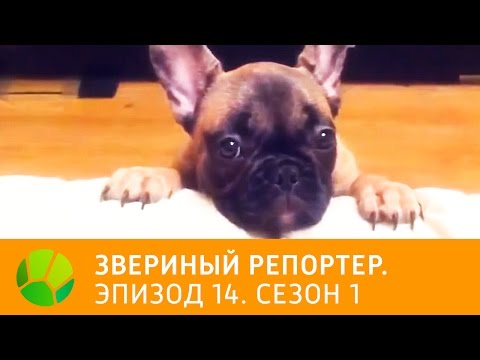Видео: Звериный репортер. Эпизод 14. Сезон 1 | Живая Планета