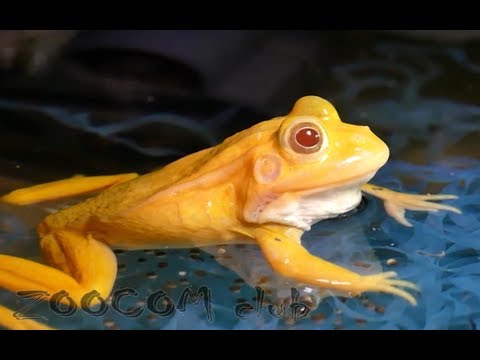 Видео: Под знаком золотого мутанта. Golden mutant