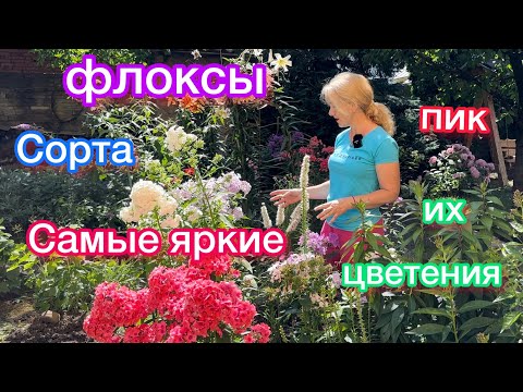 Видео: сорта моих очень красивых флоксов,пик цветения