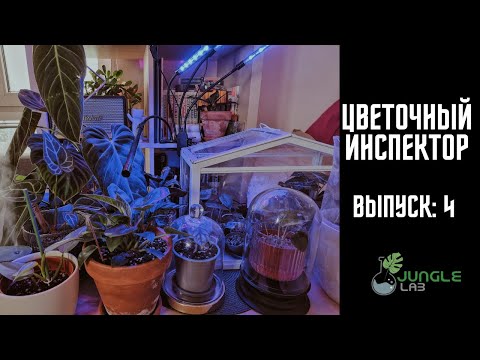 Видео: Цветочный Инспектор | Обзор Комнатных Растений | ЛЕЧУЗА - покупать или нет?