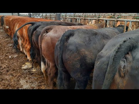 Видео: Кормим бычков на привязи 4 мес.