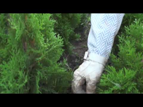 Видео: Туя Смарагд (Thuja Smaragd) посадка, подкормка, размножение