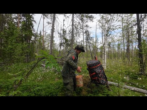Видео: СБОР ДИКОРОСОВ НА СЕВЕРЕ. НАЧАЛО ЯГОДНОГО СЕЗОНА. НА ДИКОЕ БОЛОТО ЗА ЯГОДОЙ МОРОШКОЙ. ЯГОДЫ КАРЕЛИИ