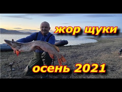 Видео: ЩУКА КЛЮЁТ ОДНА ЗА ОДНОЙ !!!  ОСЕННИЙ ЖОР ЩУКИ . ОКТЯБРЬ 2021