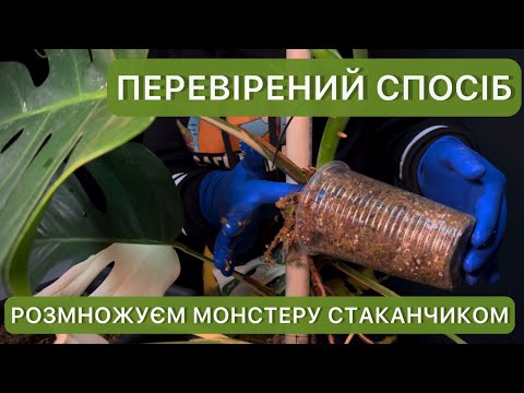 Видео: Неймовірний спосіб розмноження монстери. В три рази швидше з’являться нові листи.