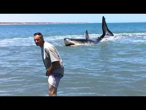 Видео: 11 минут, которые изменят ваше представление о больших белых акулах