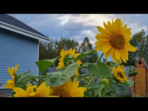 Видео: Дача. Сад,огород. Всё как есть без всяких прекрас) Сентябрь.