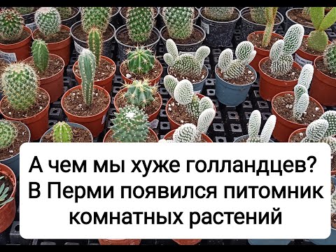 Видео: Пермский питомник комнатных растений. А чем мы хуже голландцев?