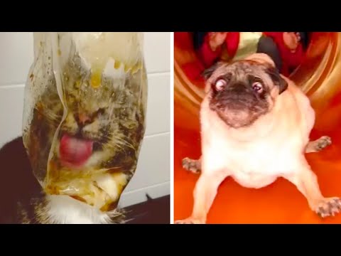 Видео: Мгновения сожаления у братьев наших меньших